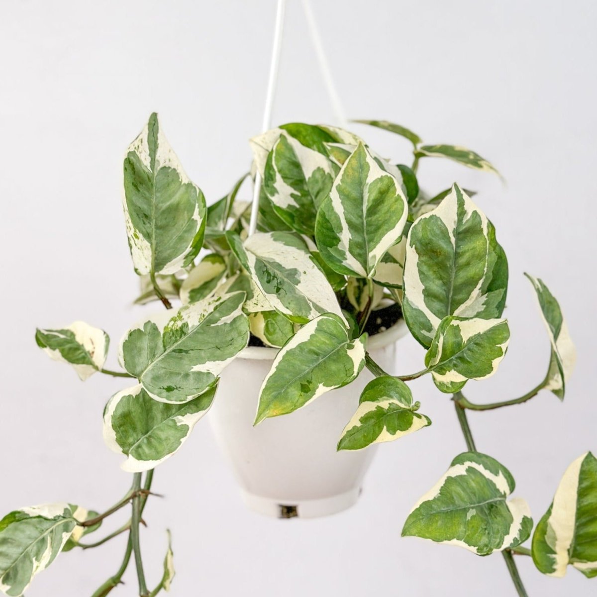Epipremnum Aureum 'Pearls and Jade' Pothos Hanging Basket-Potted Houseplants-The Succulent Source