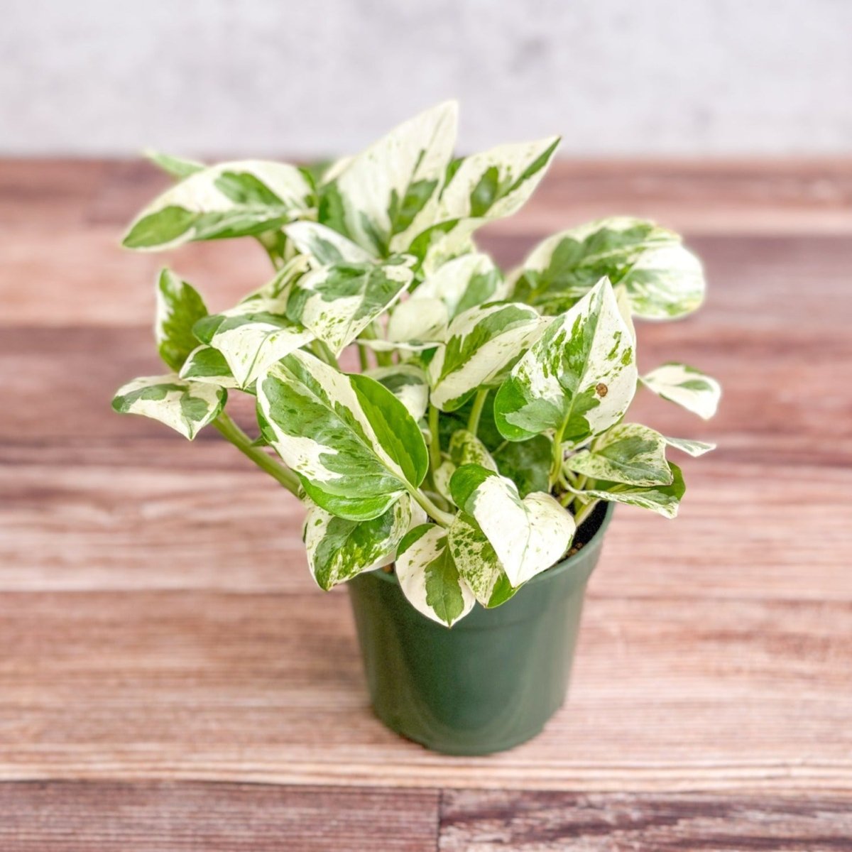 Epipremnum Aureum 'Pearls and Jade' Pothos-Potted Houseplants-The Succulent Source