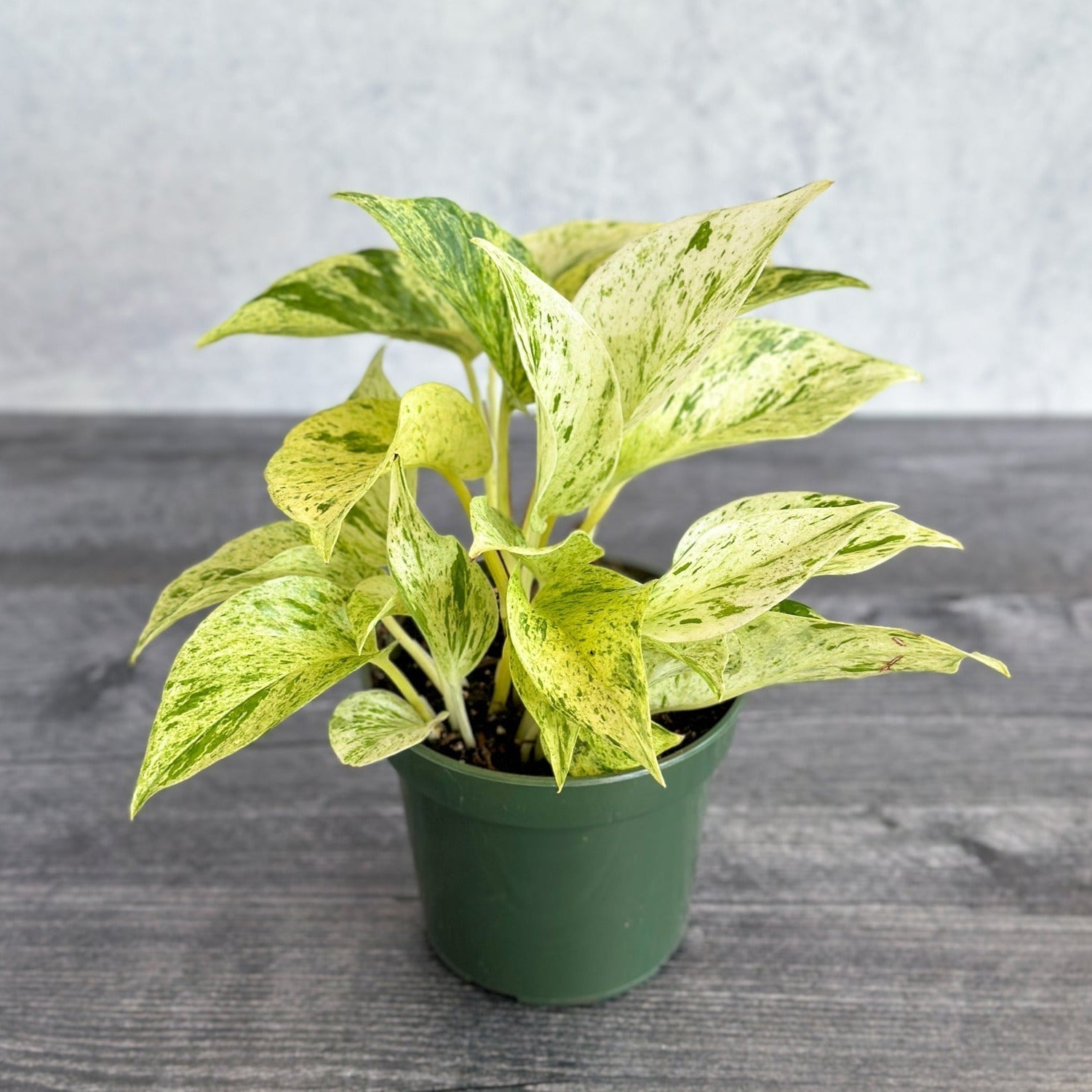 Epipremnum Aureum - ‘Snow Queen’ Pothos-Potted Houseplants-The Succulent Source