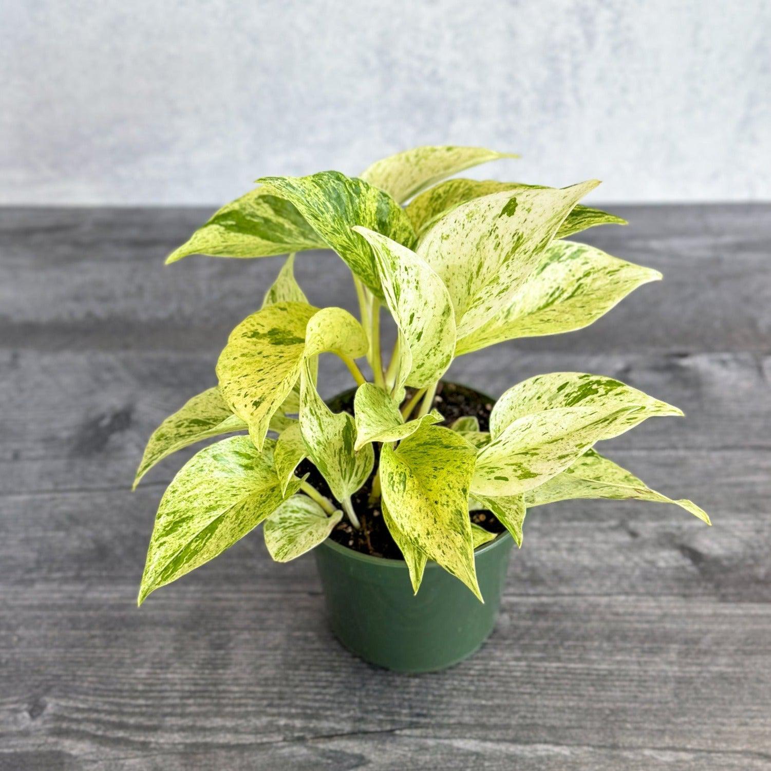 Epipremnum Aureum - ‘Snow Queen’ Pothos-Potted Houseplants-The Succulent Source