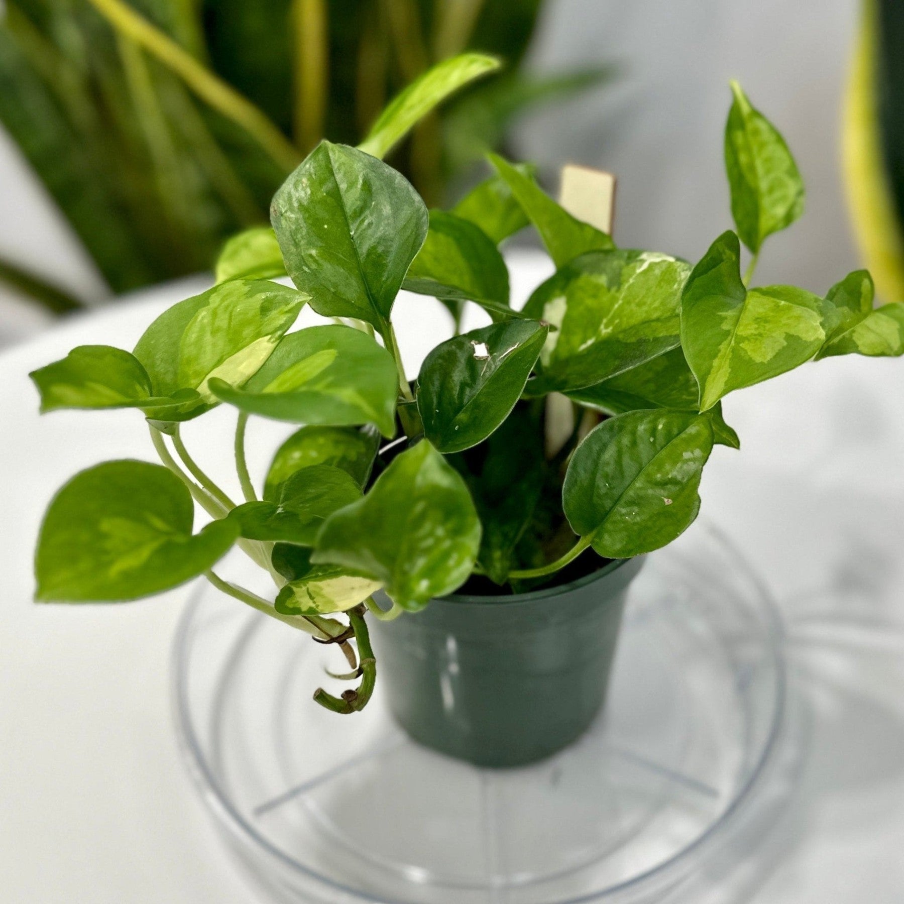 Epipremnum aureum 'Lizard Queen' - Lizard Queen Pothos-Potted Houseplants-The Succulent Source