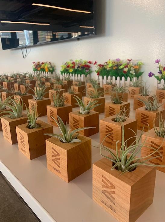 wooden cube blossom kit money plant Etched Wood Cube with Air Plant
