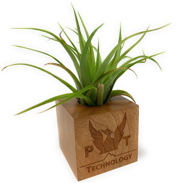wooden cube blossom kit money plant Etched Wood Cube with Air Plant