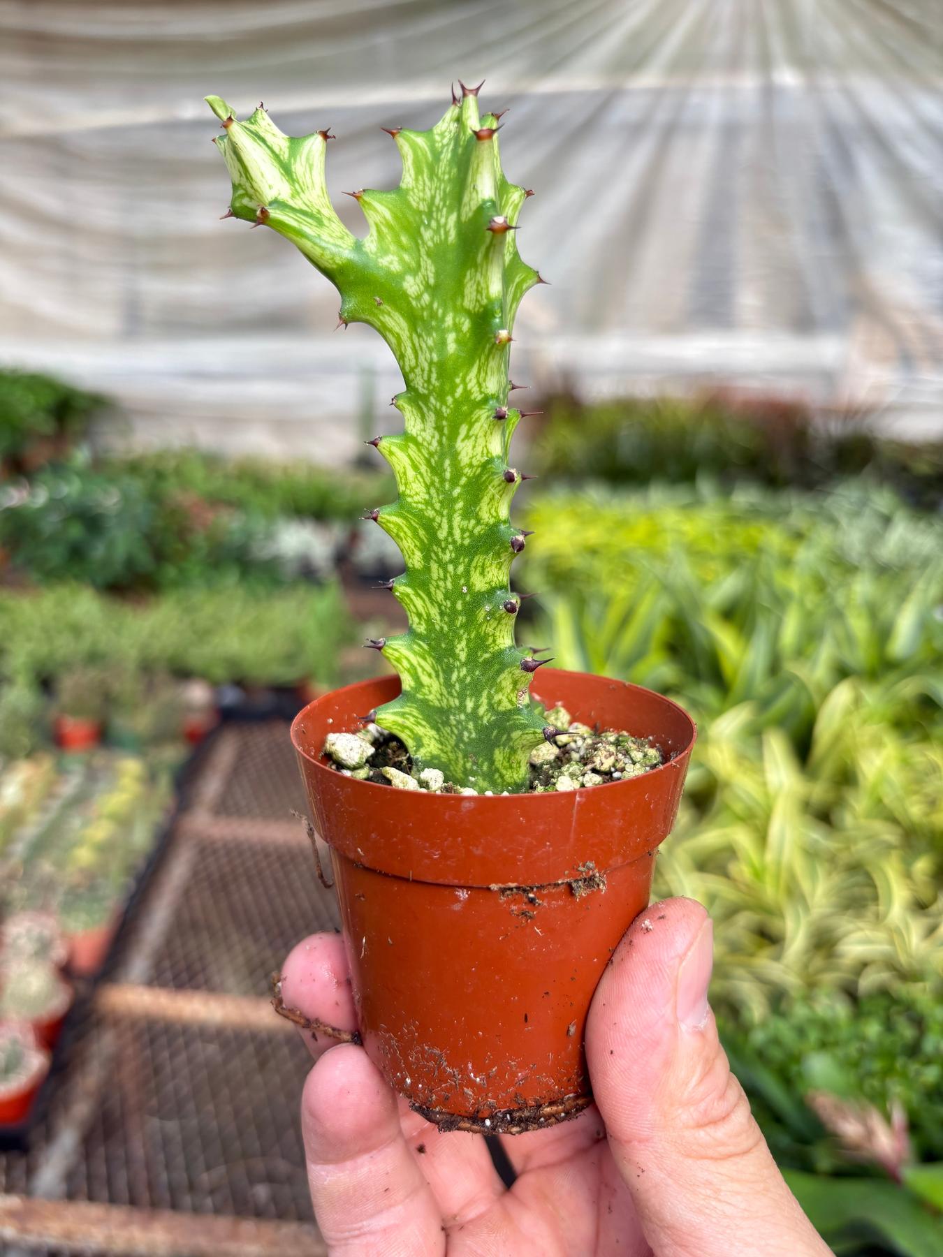 Euphorbia 'Mint Cream'-Succulent-The Succulent Source