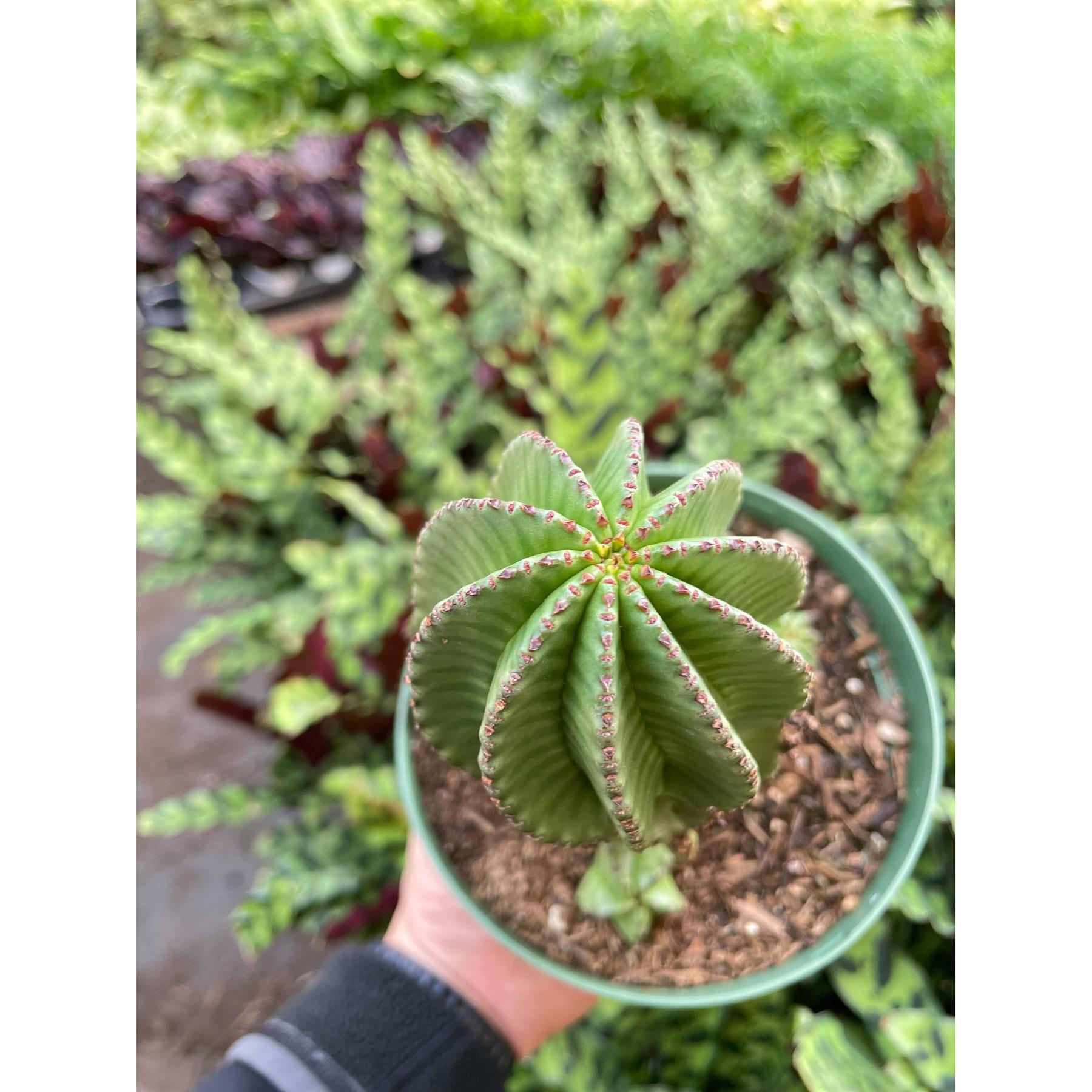 Euphorbia Mother Hubbard Cactus - 6" Pot-Indoor Plants-The Succulent Source