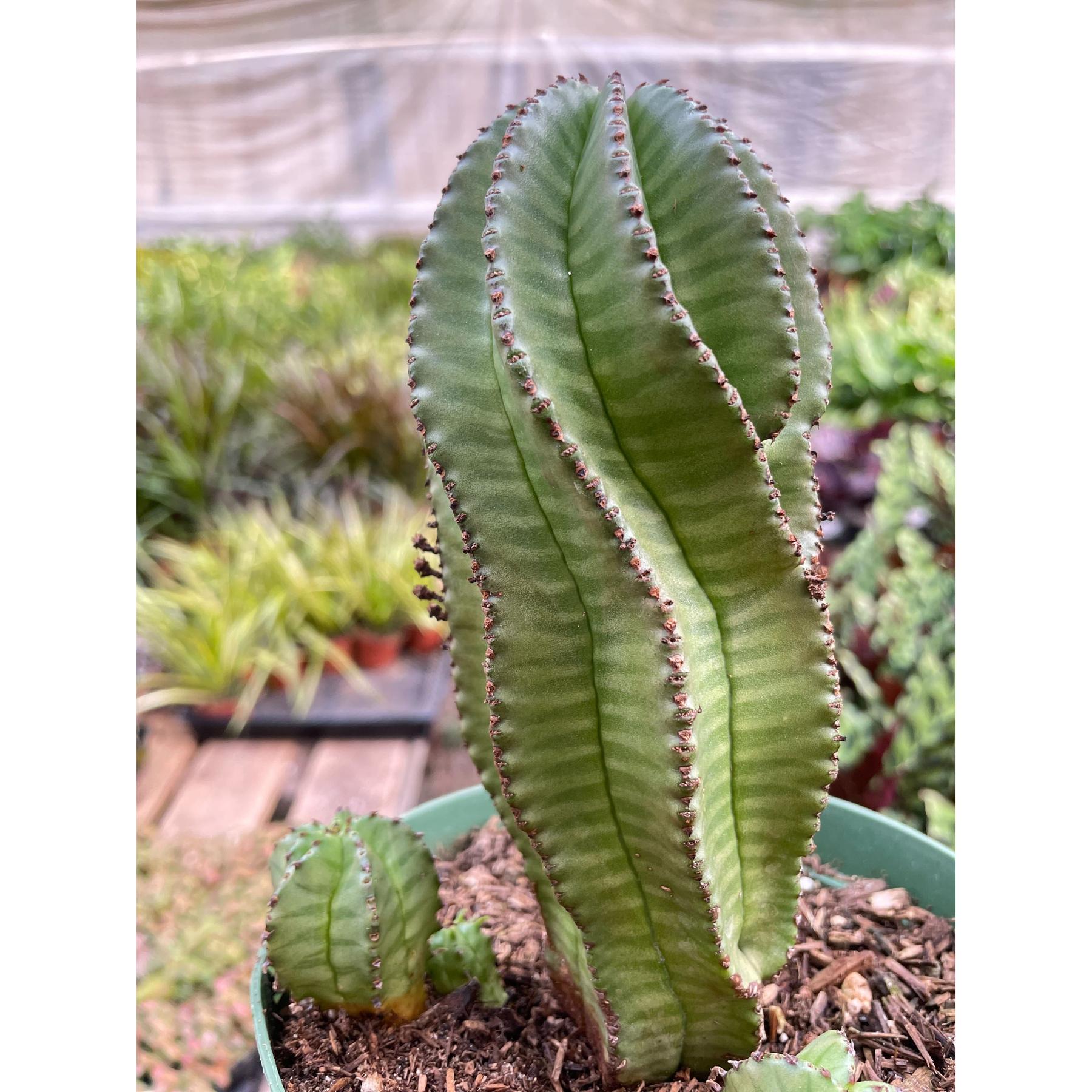 Euphorbia Mother Hubbard Cactus - 6" Pot-Indoor Plants-The Succulent Source