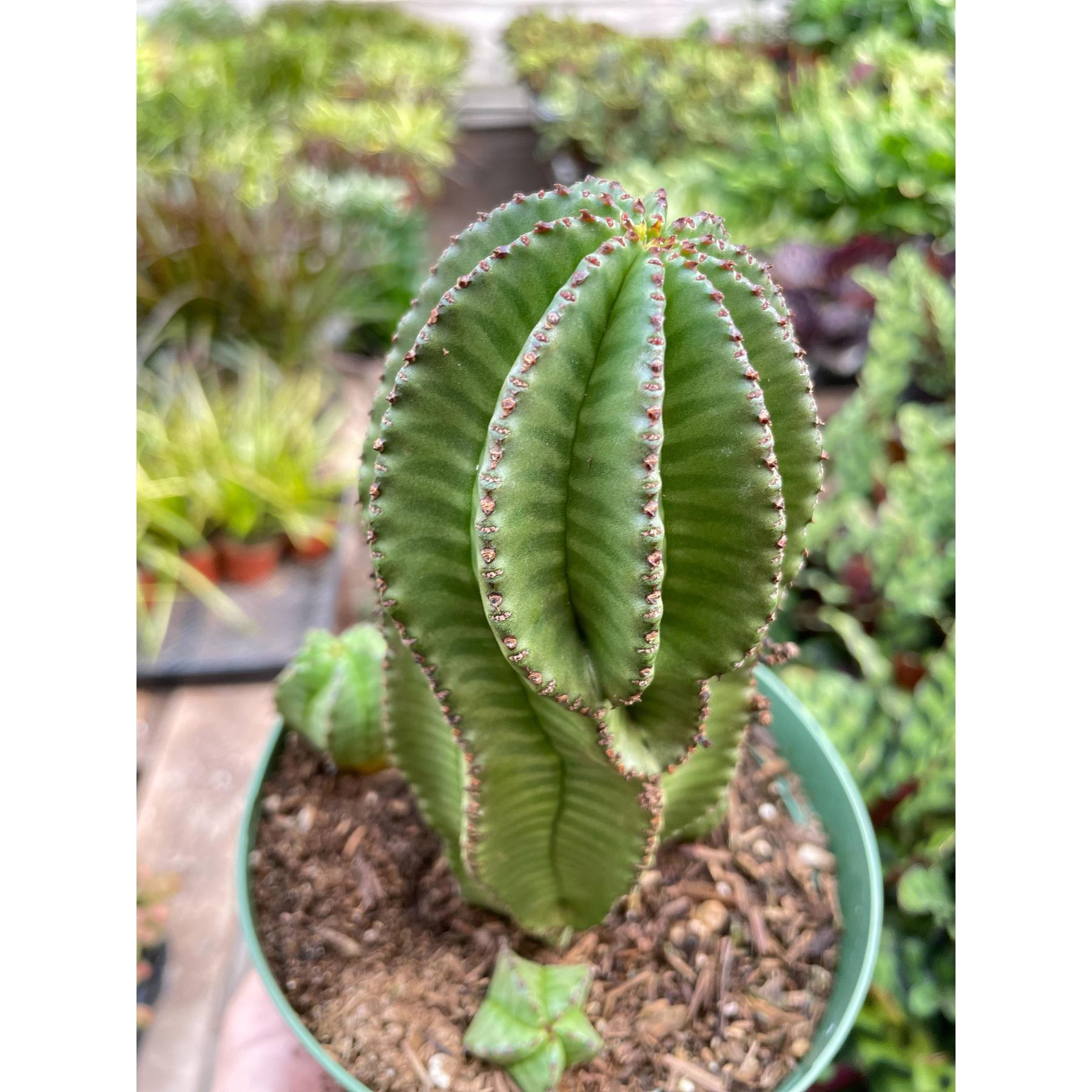 Euphorbia Mother Hubbard Cactus - 6" Pot-Indoor Plants-The Succulent Source