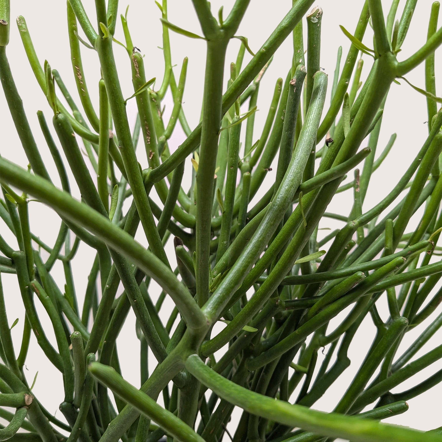 fuzzy pencil cactus Euphorbia 'Pencil Cactus'