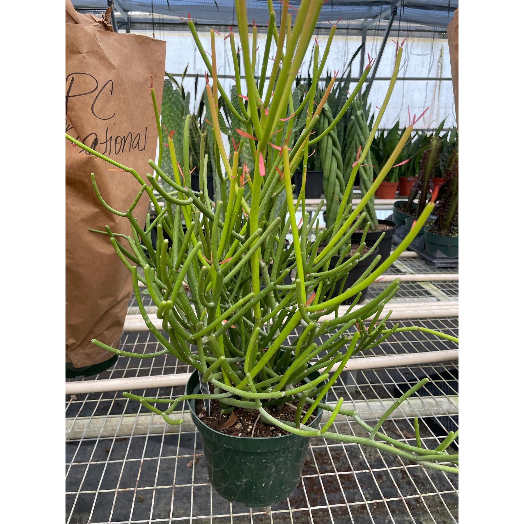 pencil cactus big Euphorbia 'Pencil Cactus'