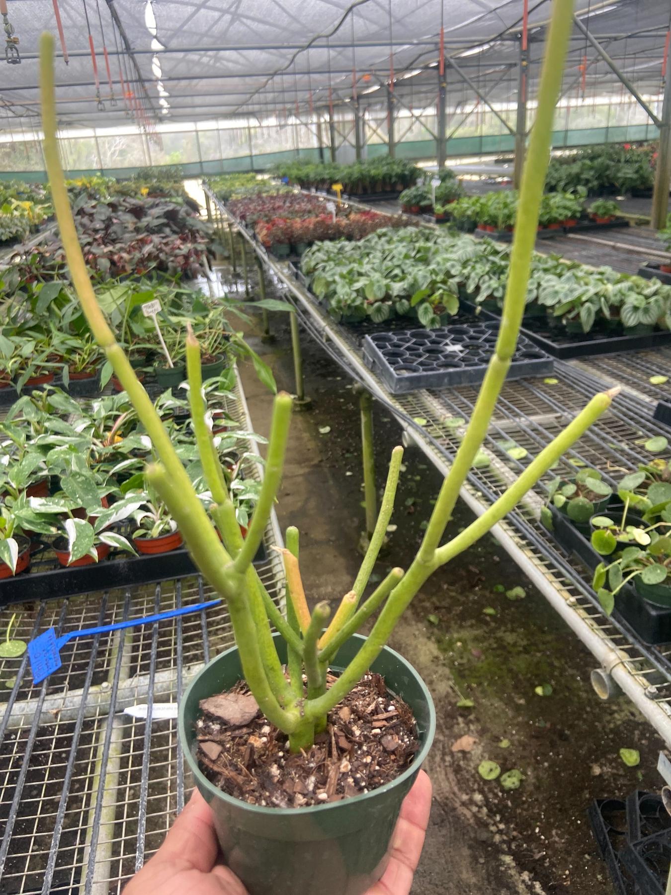 Euphorbia 'Pencil Cactus'-Succulent-The Succulent Source