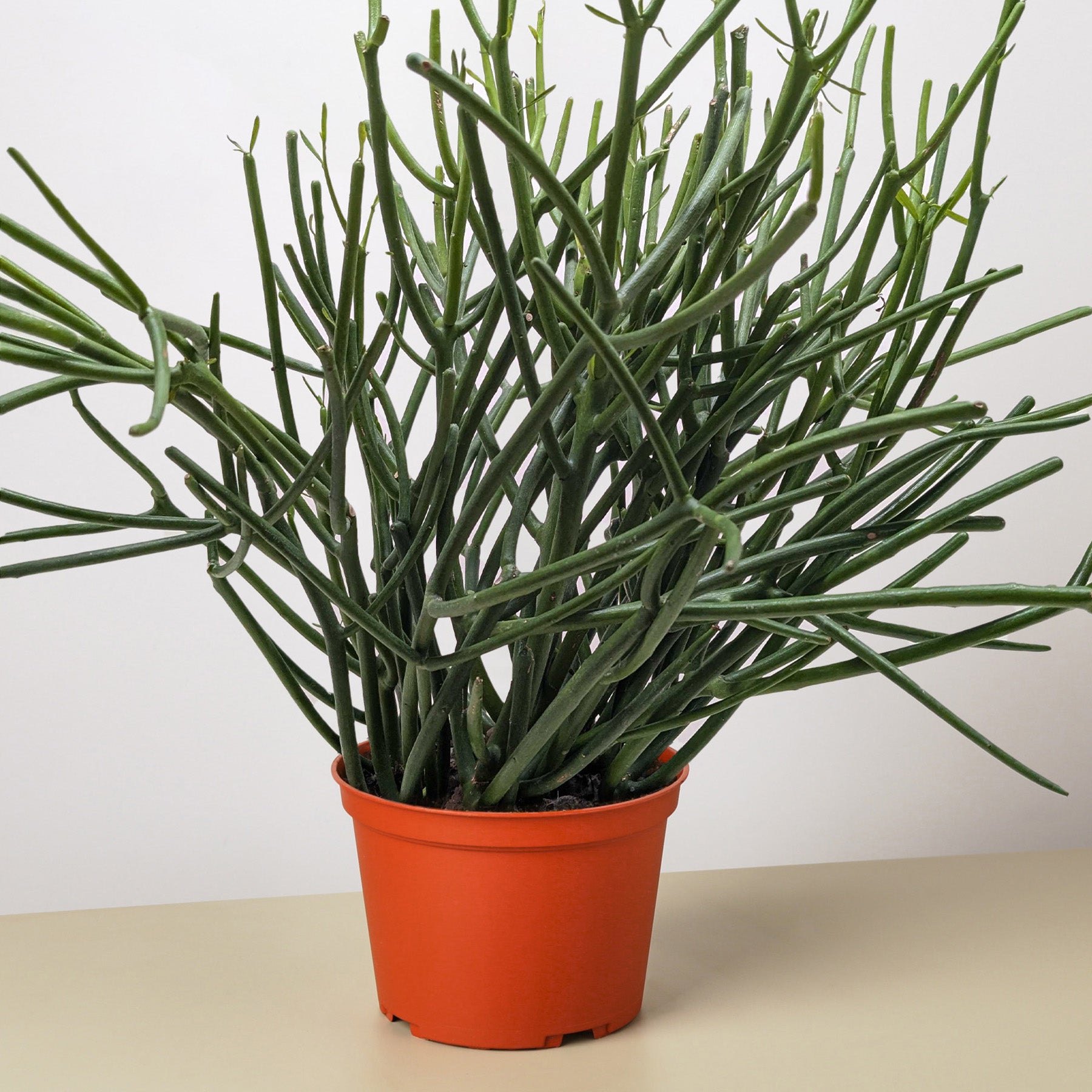 Euphorbia 'Pencil Cactus'-Succulent-The Succulent Source