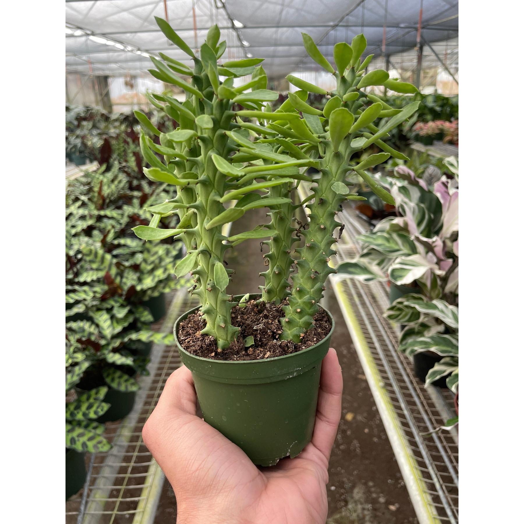 Euphorbia 'Sausage Spurge'-Succulent-The Succulent Source