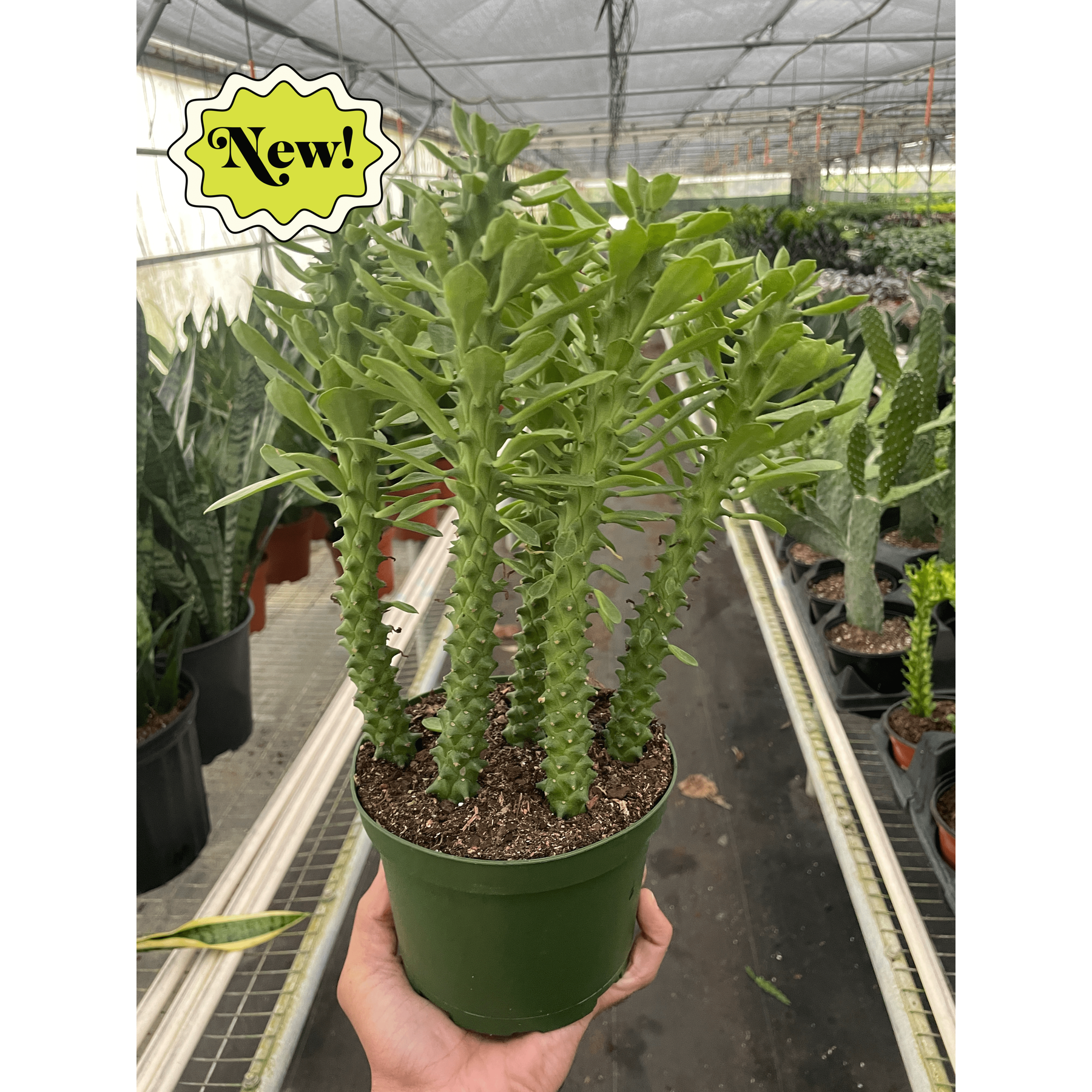 Euphorbia 'Sausage Spurge'-Succulent-The Succulent Source