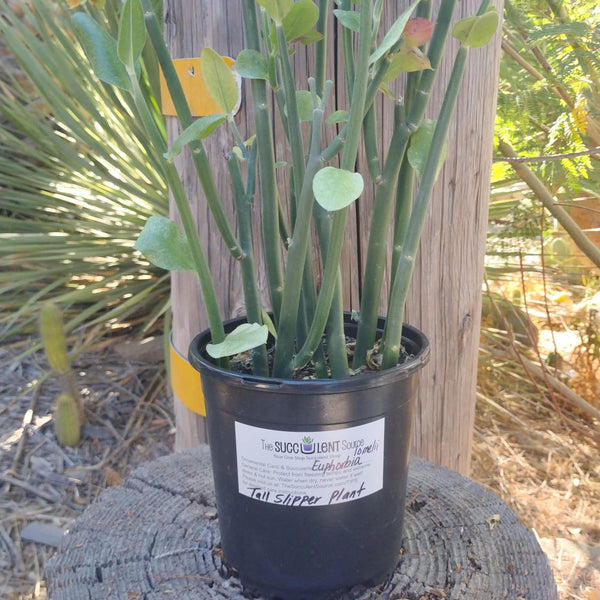 lady slipper succulent plant Euphorbia Slipper Plant 1 gallon