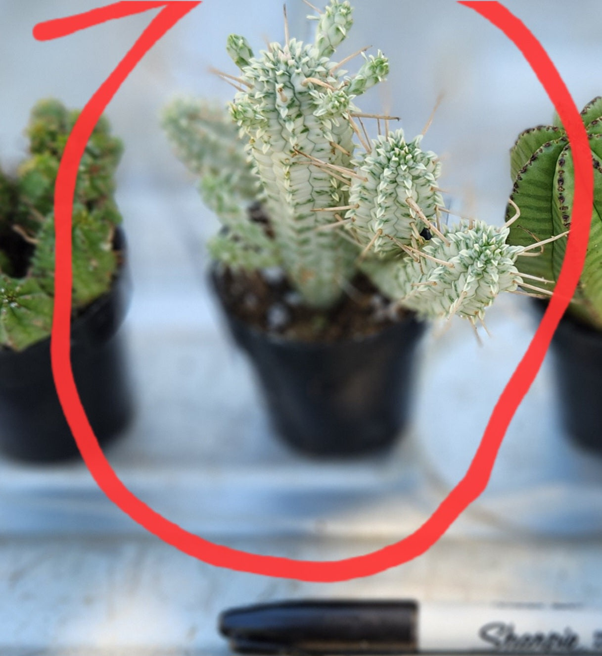 Euphorbias by James-Cactus - Small-The Succulent Source