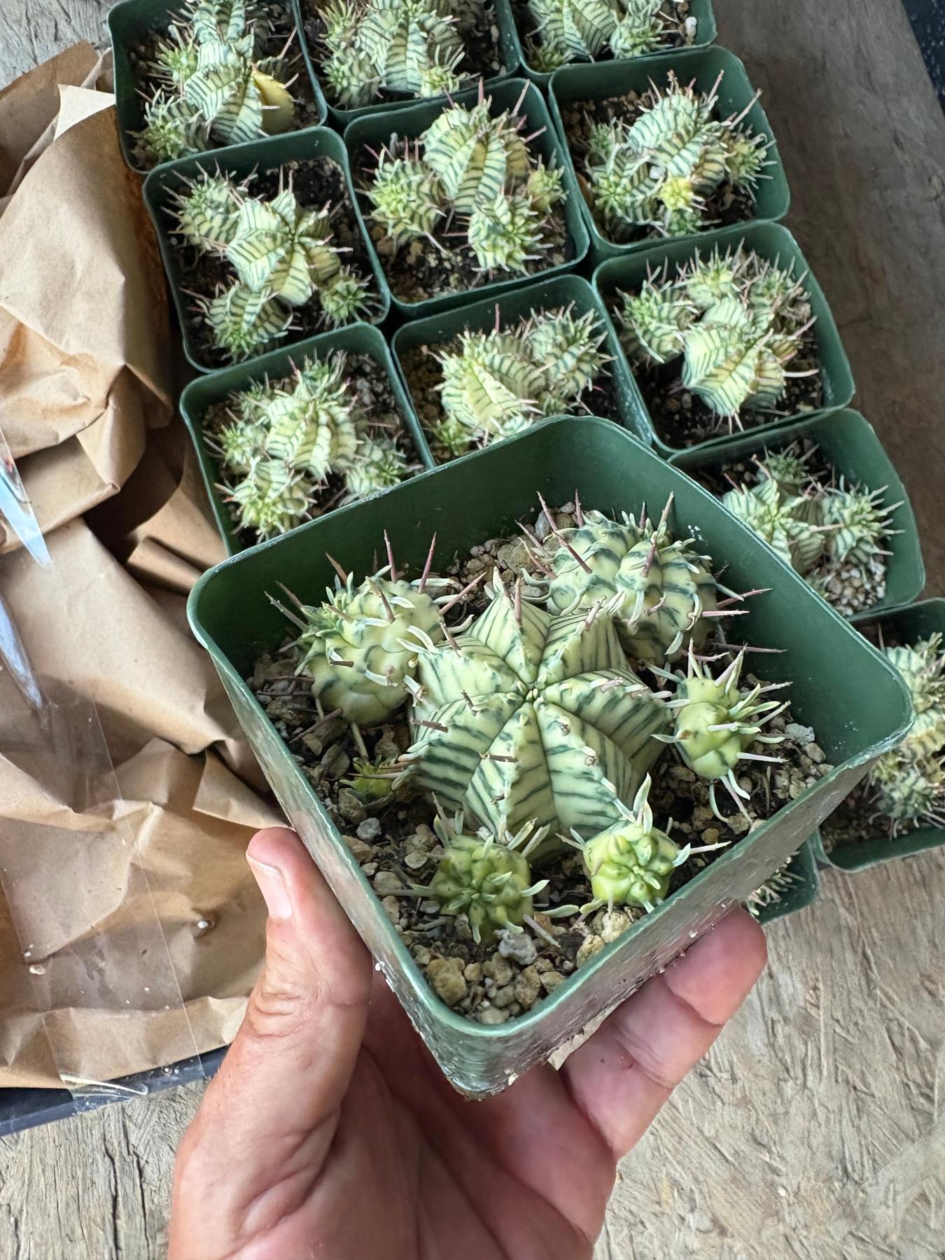 Euphorbias by James-Cactus - Small-The Succulent Source