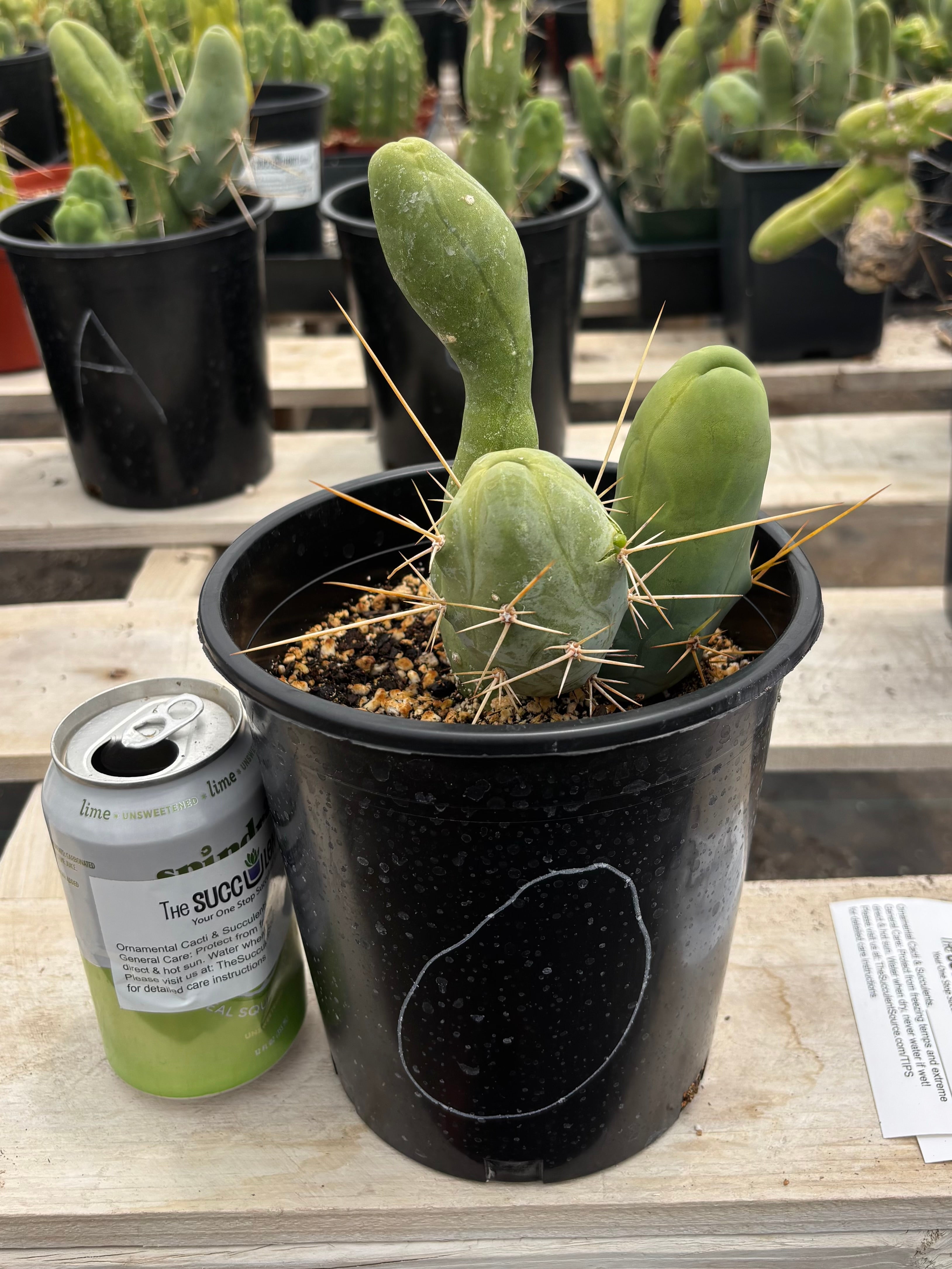 Trichocereus bridgesii forma monstrose TBM inermis aka Ornamental Penis Cactus Plant
