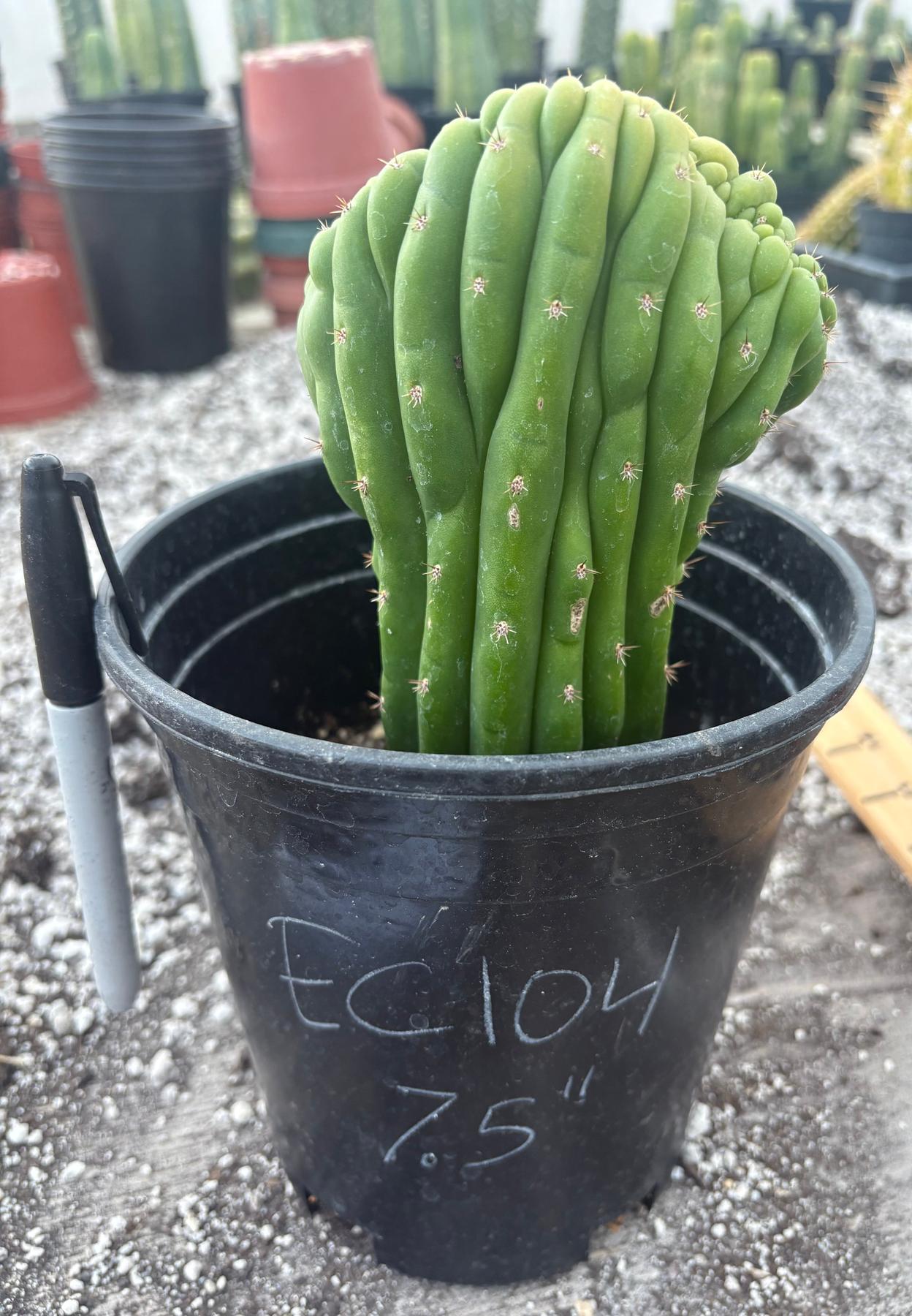 #EC104 EXACT Trichocereus  Pachanoi Crested Cactus