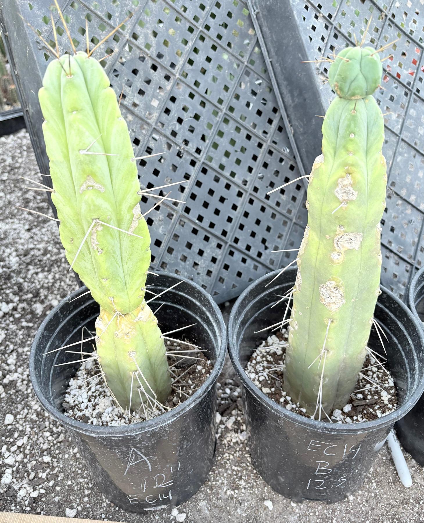 #EC14 Exact Trichocereus Bridgesii "Jiimz Twin Spine" Potted Cactus A-E