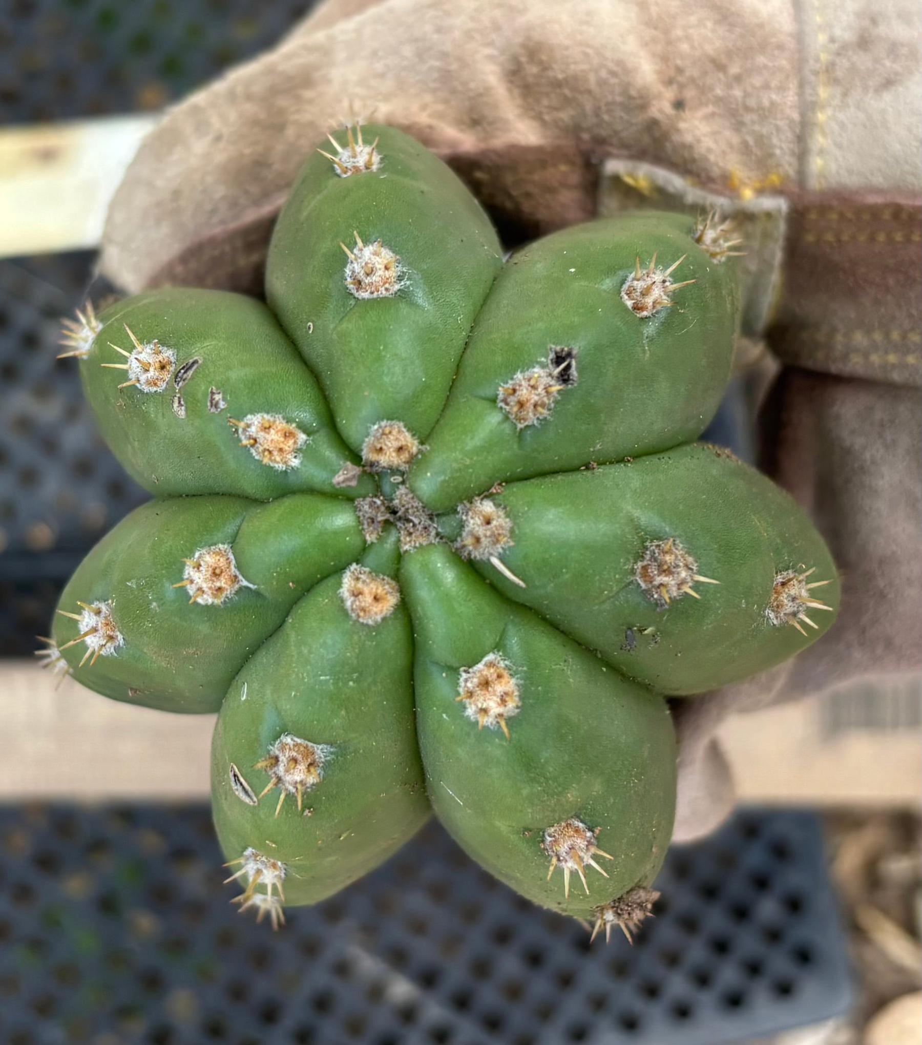 #EC395 EXACT TLC Trichocereus Bargain  Cactus Cuttings by Blaise