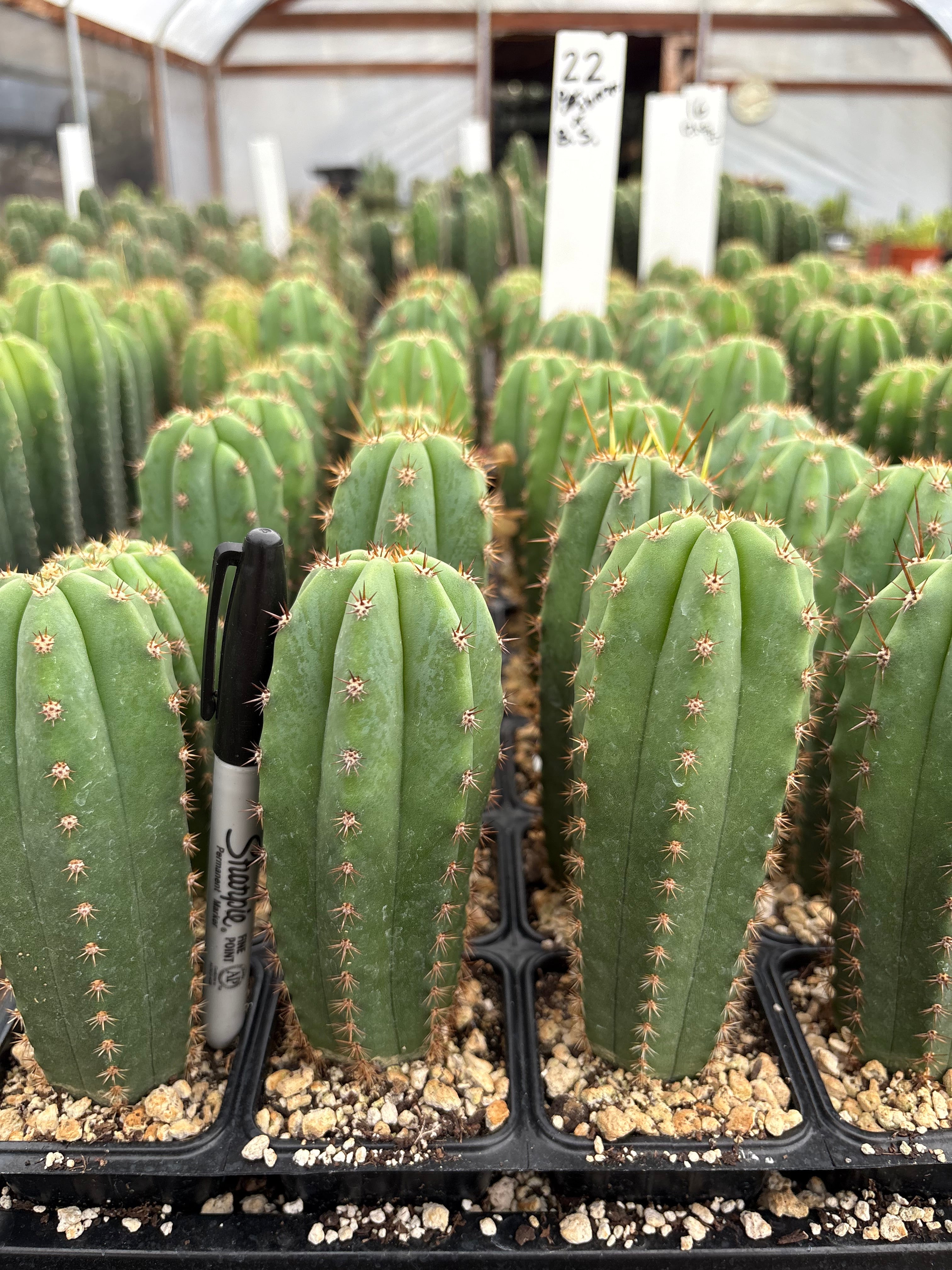 #EC225 Variety of Trichocereus Hybrid Cactus Bargain Potted Seedlings For Sale