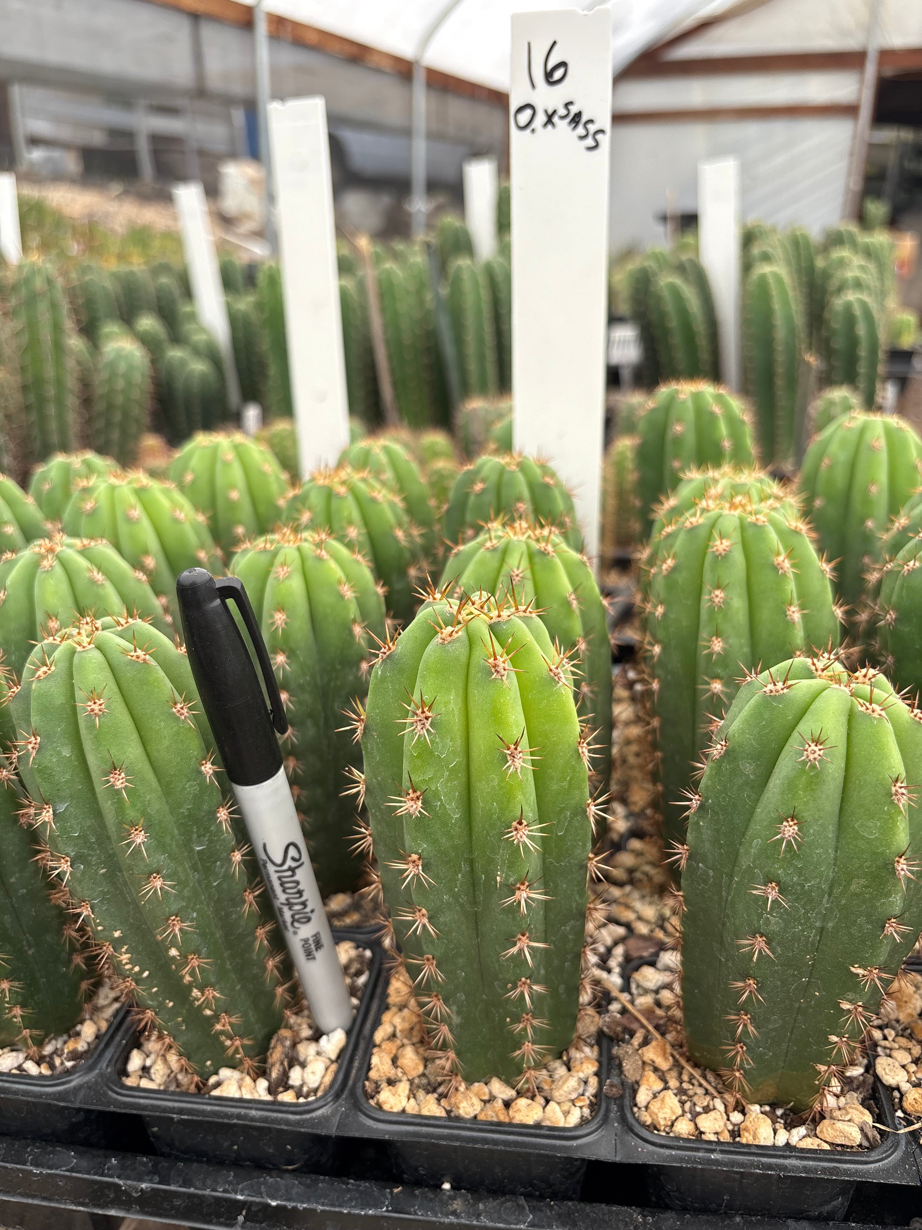 #EC225 Variety of Trichocereus Hybrid Cactus Bargain Potted Seedlings For Sale