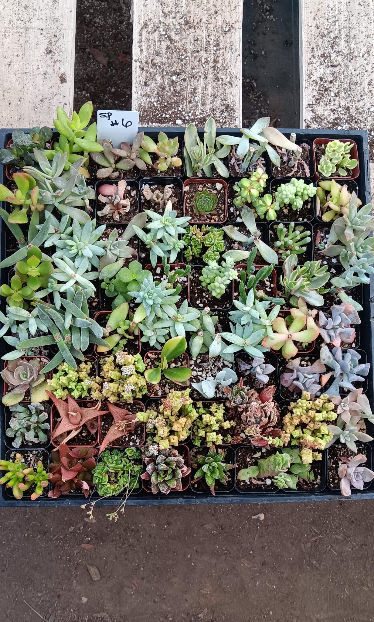 Facebook SPECIALS-Succulent - Small-The Succulent Source