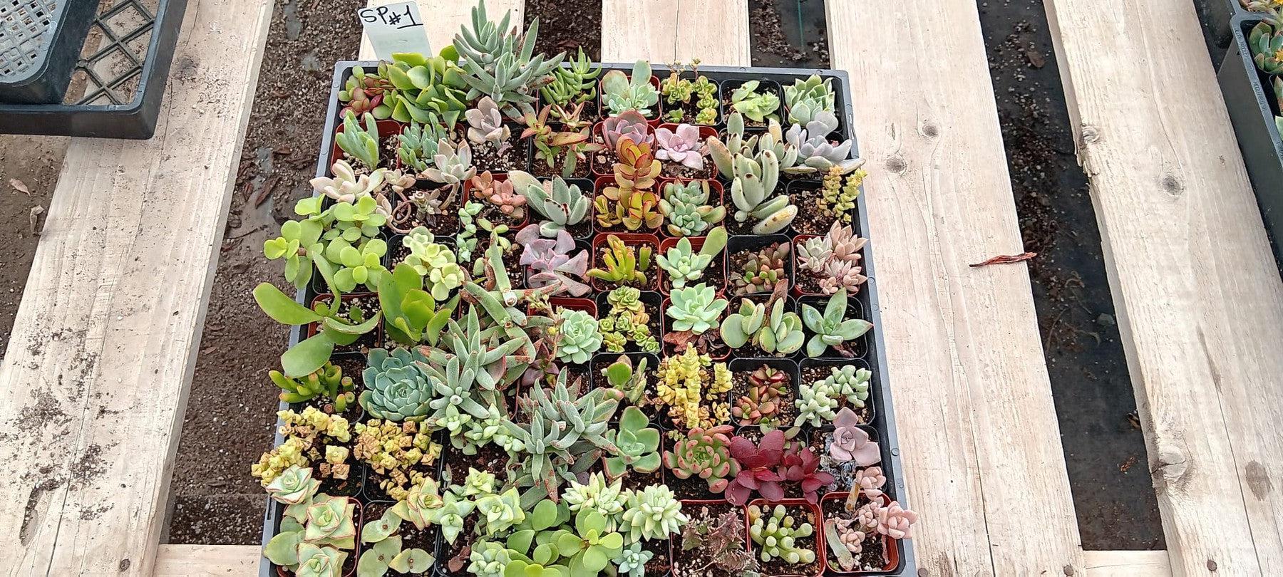 Facebook SPECIALS-Succulent - Small-The Succulent Source