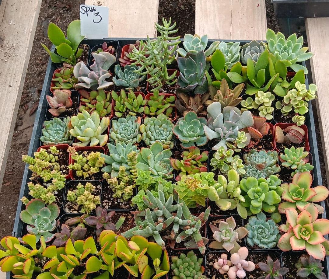 Facebook SPECIALS-Succulent - Small-The Succulent Source