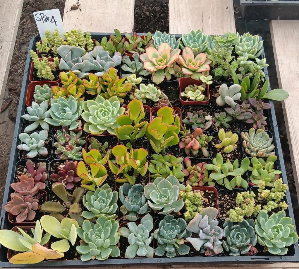 Facebook SPECIALS-Succulent - Small-The Succulent Source