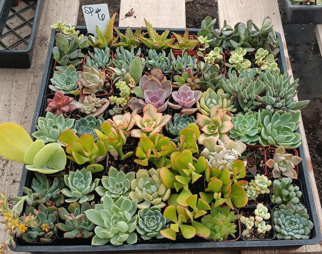 Facebook SPECIALS-Succulent - Small-The Succulent Source