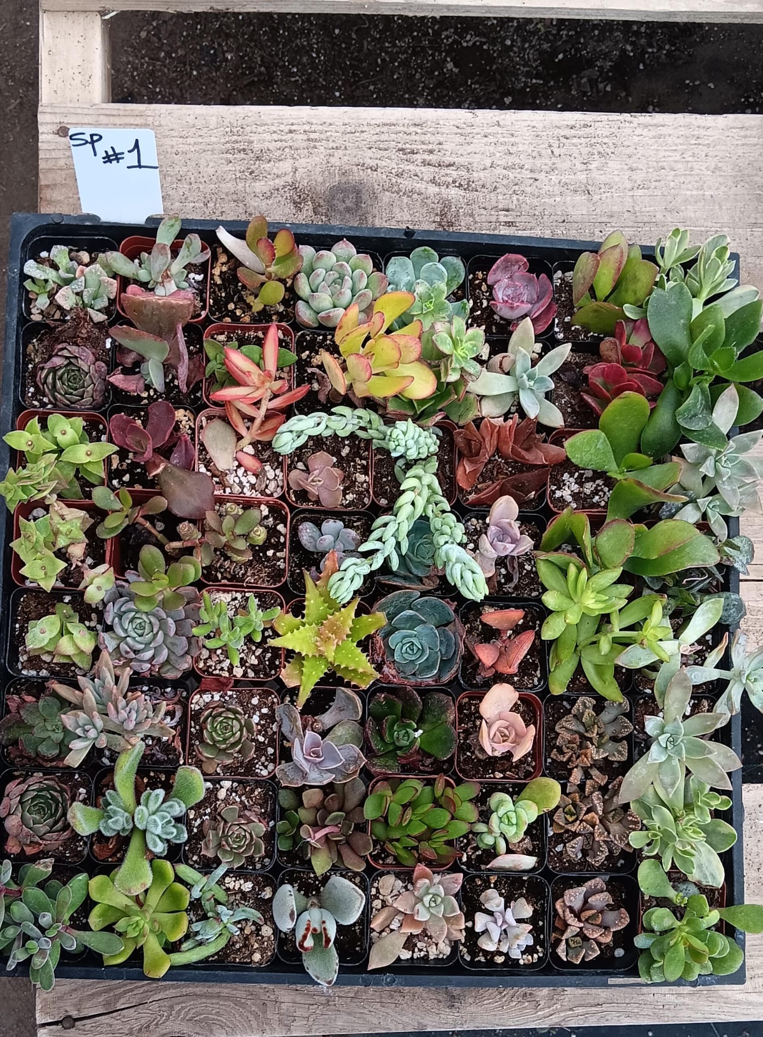 Facebook SPECIALS-Succulent - Small-The Succulent Source