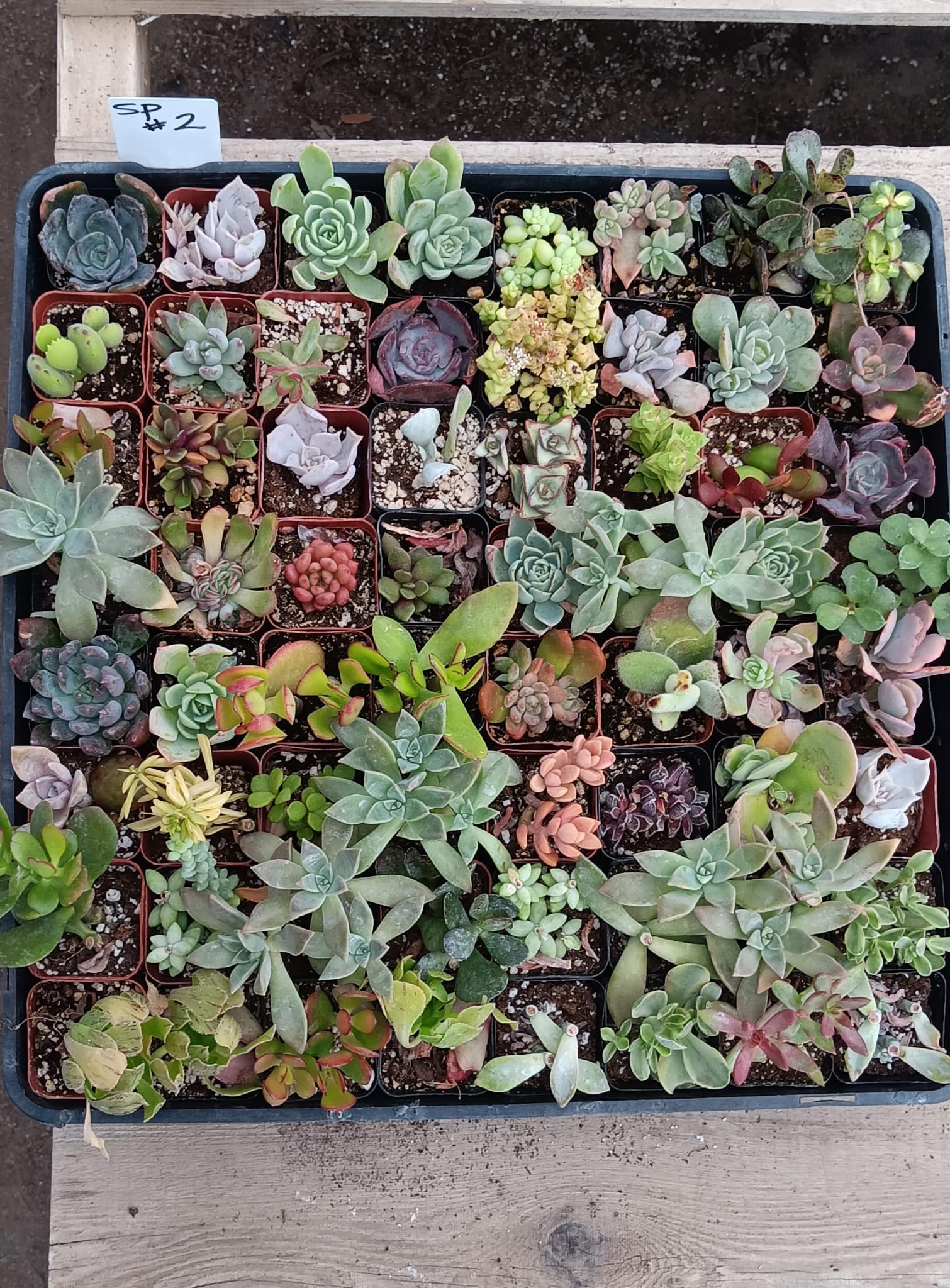 Facebook SPECIALS-Succulent - Small-The Succulent Source