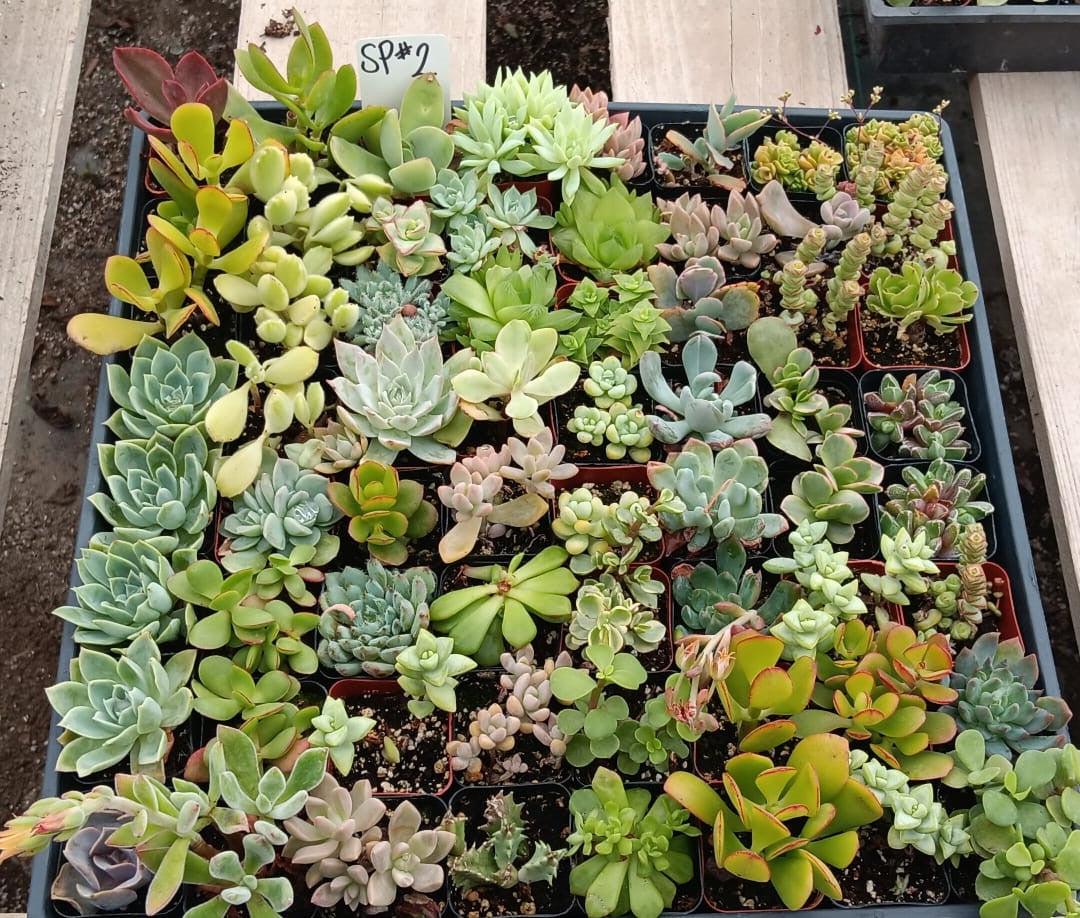 Facebook SPECIALS-Succulent - Small-The Succulent Source