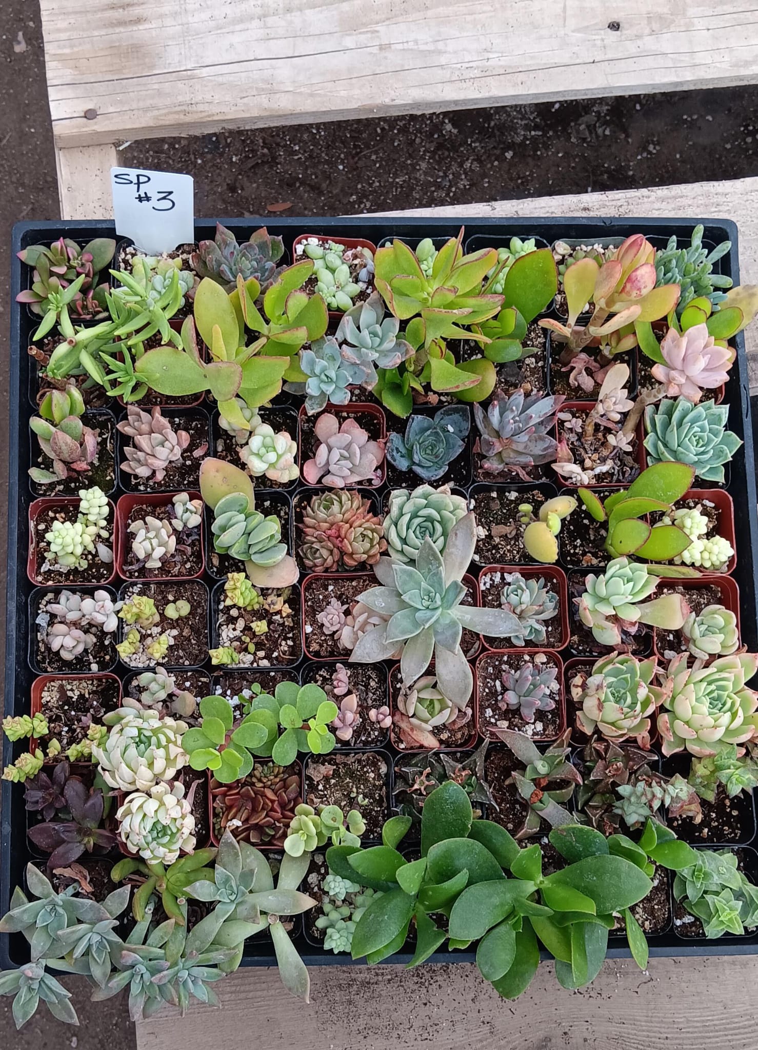 Facebook SPECIALS-Succulent - Small-The Succulent Source