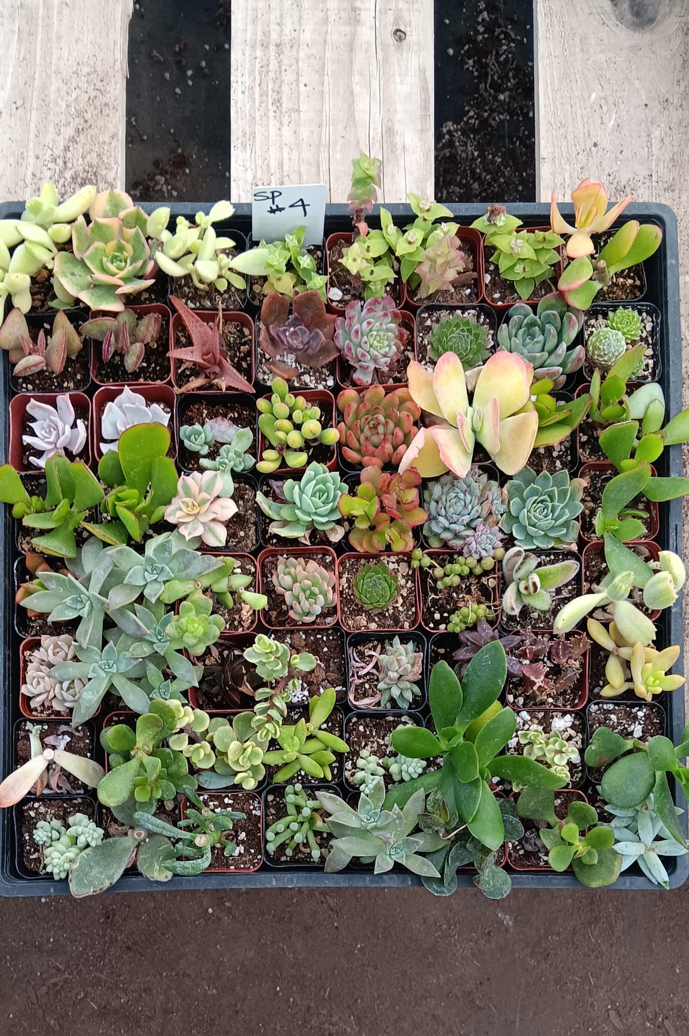 Facebook SPECIALS-Succulent - Small-The Succulent Source