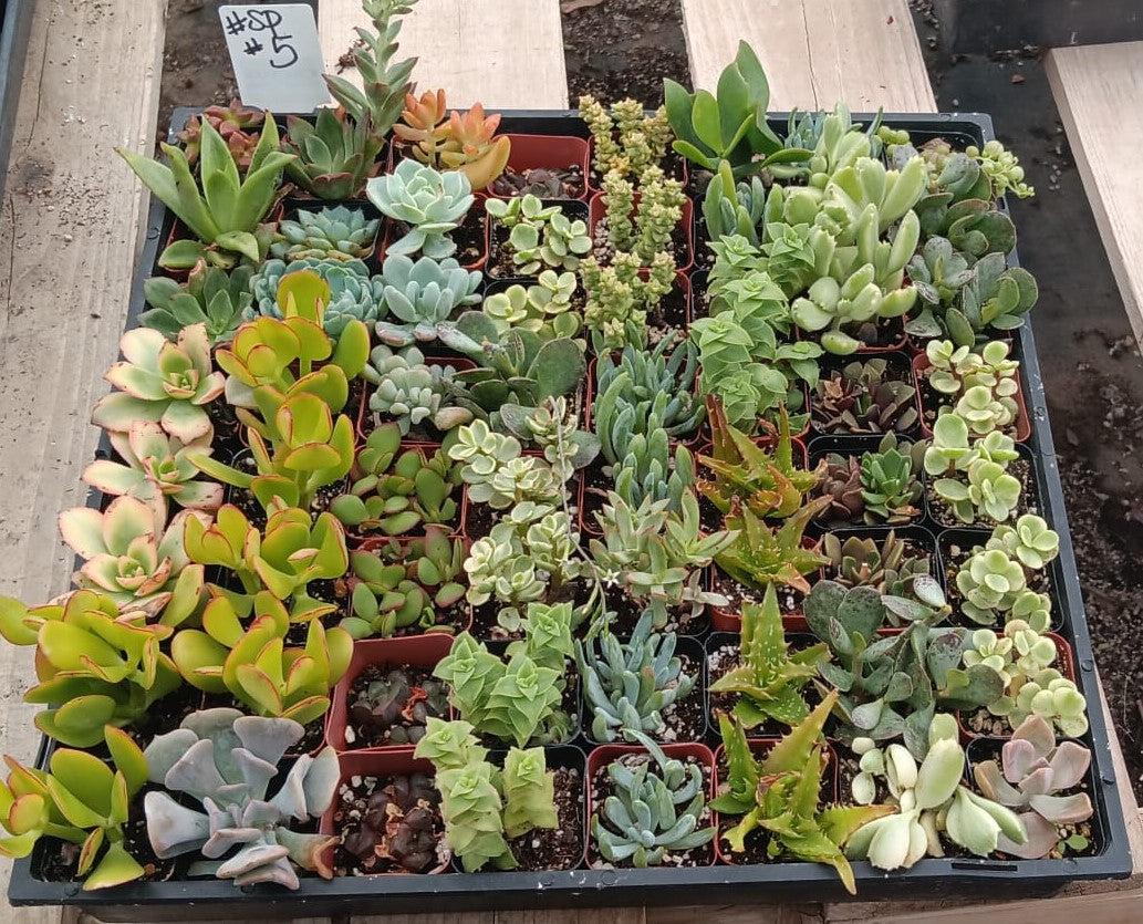 Facebook SPECIALS-Succulent - Small-The Succulent Source