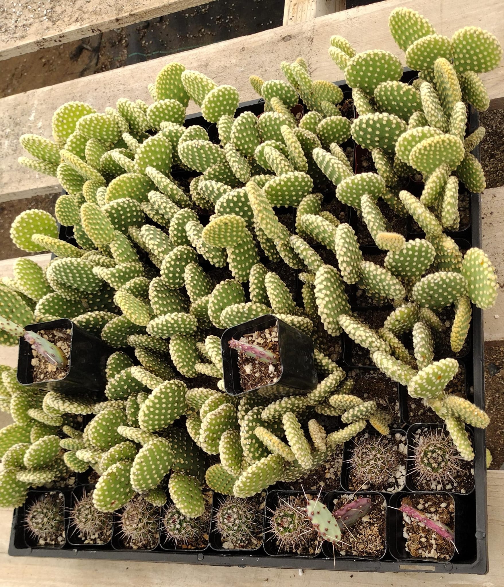 Facebook SPECIALS-Succulent - Small-The Succulent Source