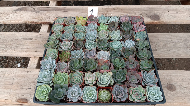 Facebook Special - Tray of 64 2" rosettes-Succulent - Small - Favor-The Succulent Source