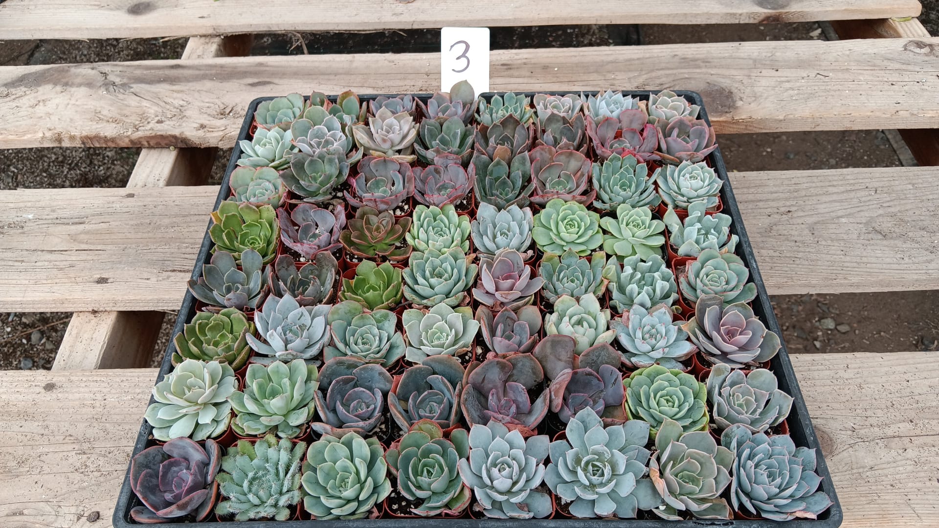 Facebook Special - Tray of 64 2" rosettes-Succulent - Small - Favor-The Succulent Source