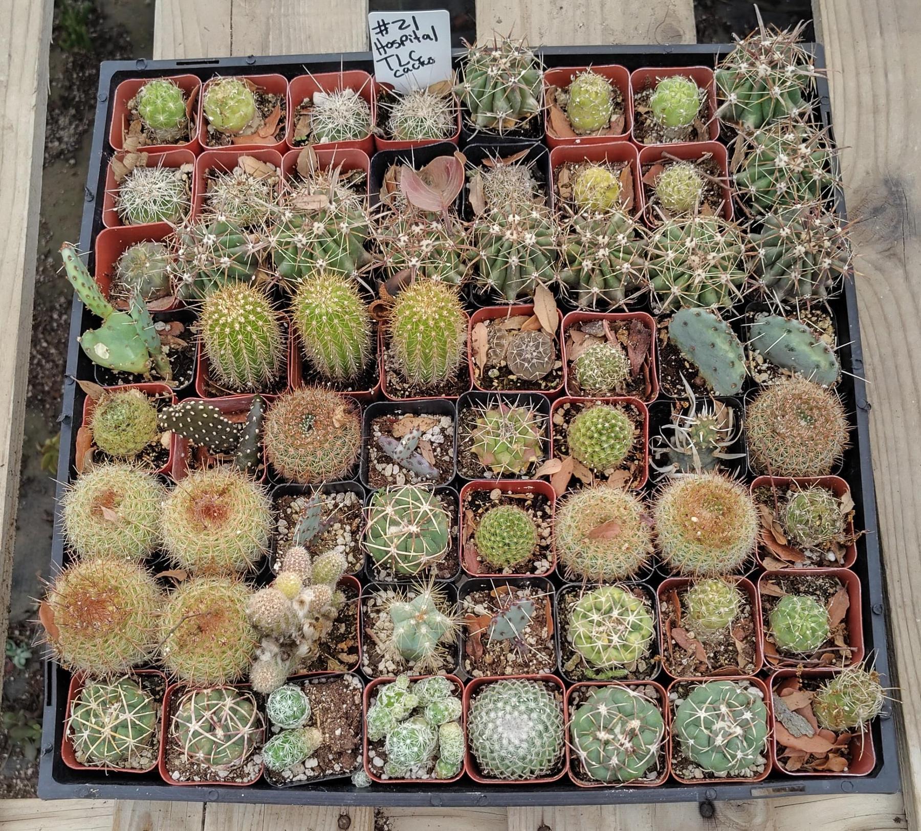 Facebook Succulent TLC Bargain SPECIAL Trays-Succulent - Small-The Succulent Source