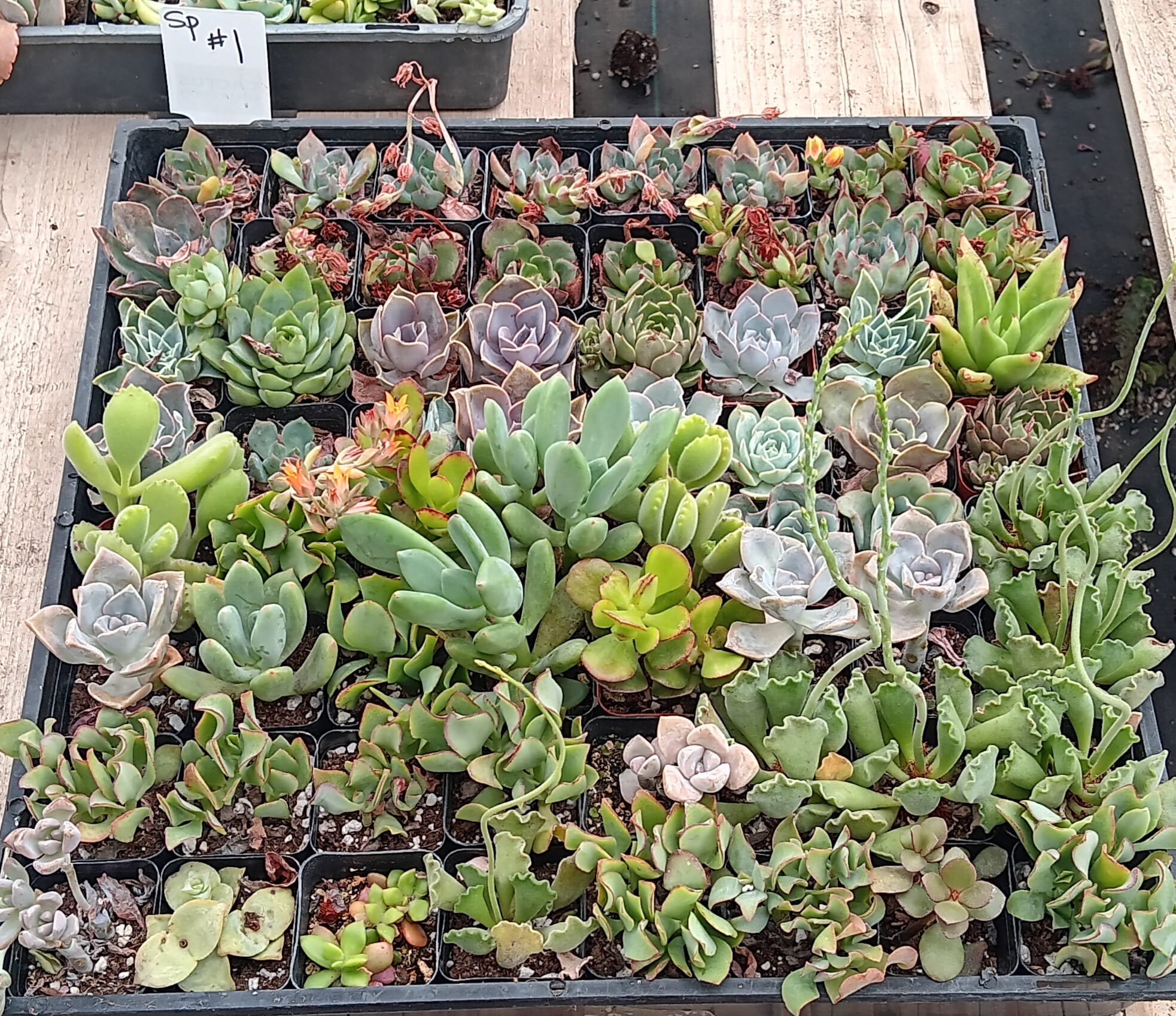 Facebook Succulent TLC Bargain SPECIAL Trays-Succulent - Small-The Succulent Source