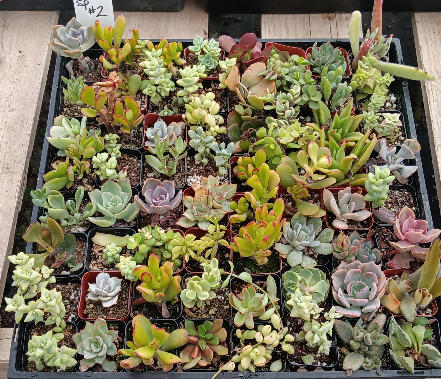 Facebook Succulent TLC Bargain SPECIAL Trays-Succulent - Small-The Succulent Source