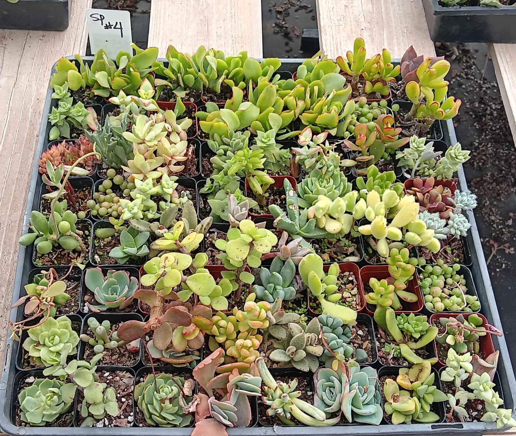 Facebook Succulent TLC Bargain SPECIAL Trays-Succulent - Small-The Succulent Source