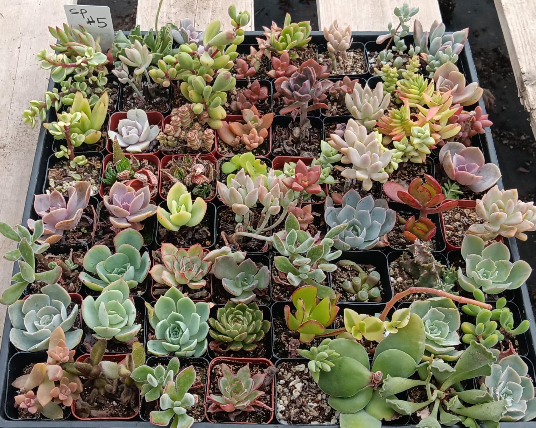 Facebook Succulent TLC Bargain SPECIAL Trays-Succulent - Small-The Succulent Source