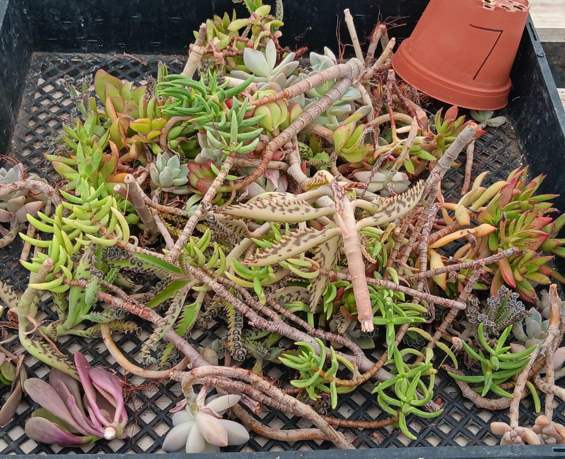 Facebook Succulent TLC SPECIALS-Succulent - Small-The Succulent Source