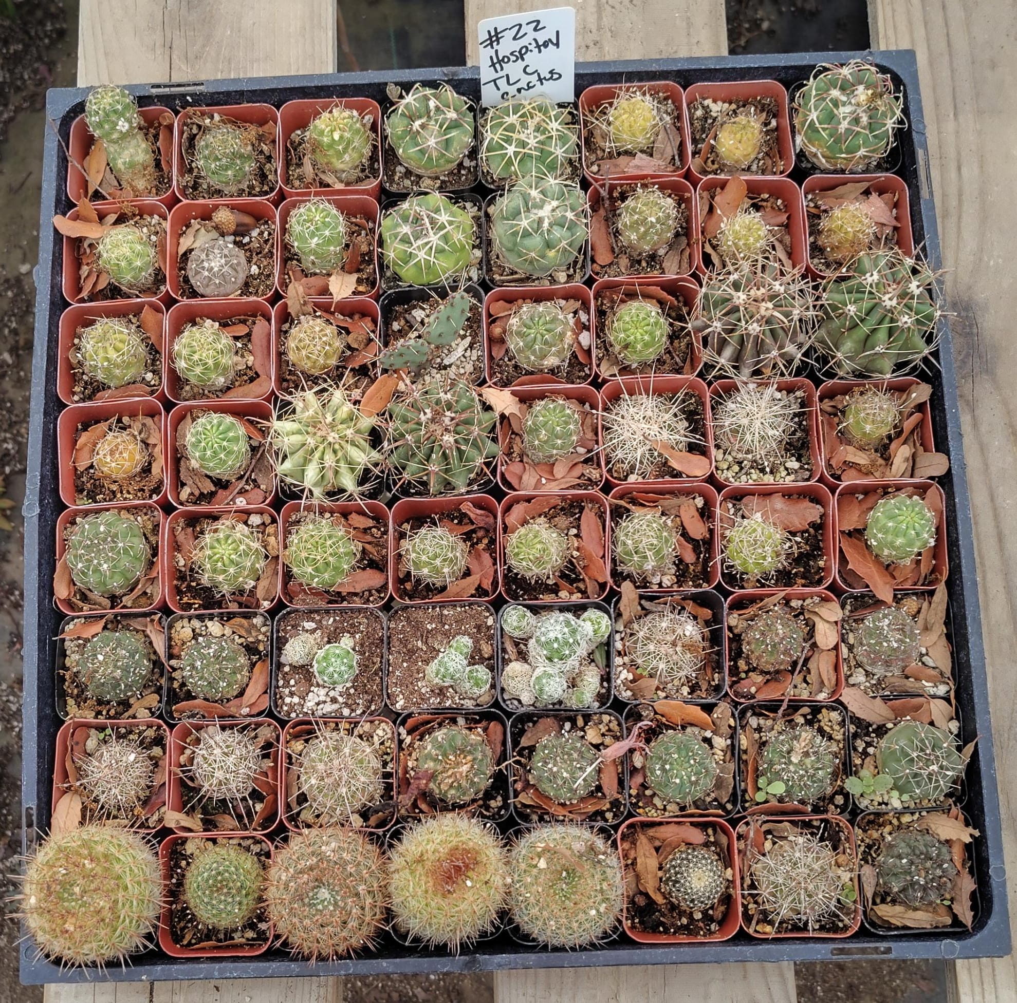 Facebook Succulent TLC Bargain SPECIAL Trays-Succulent - Small-The Succulent Source