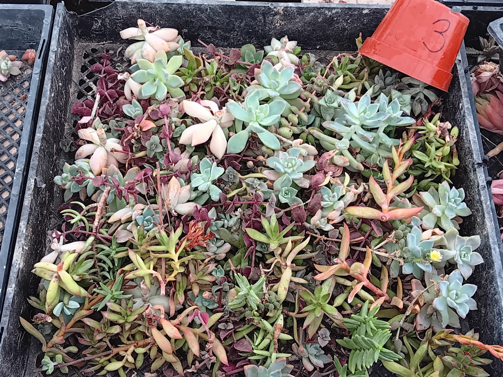 Facebook Succulent TLC SPECIALS-Succulent - Small-The Succulent Source