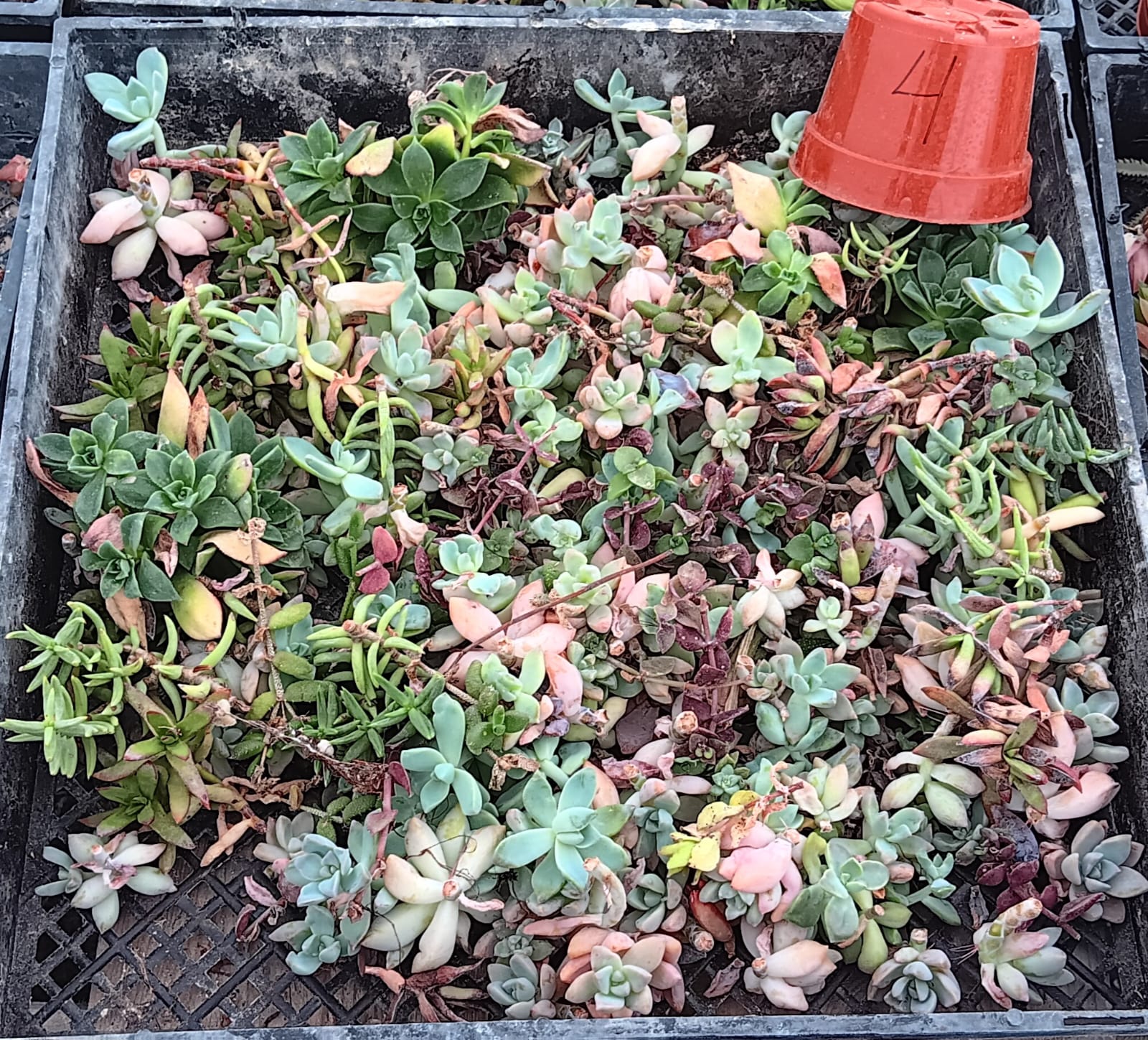 Facebook Succulent TLC SPECIALS-Succulent - Small-The Succulent Source