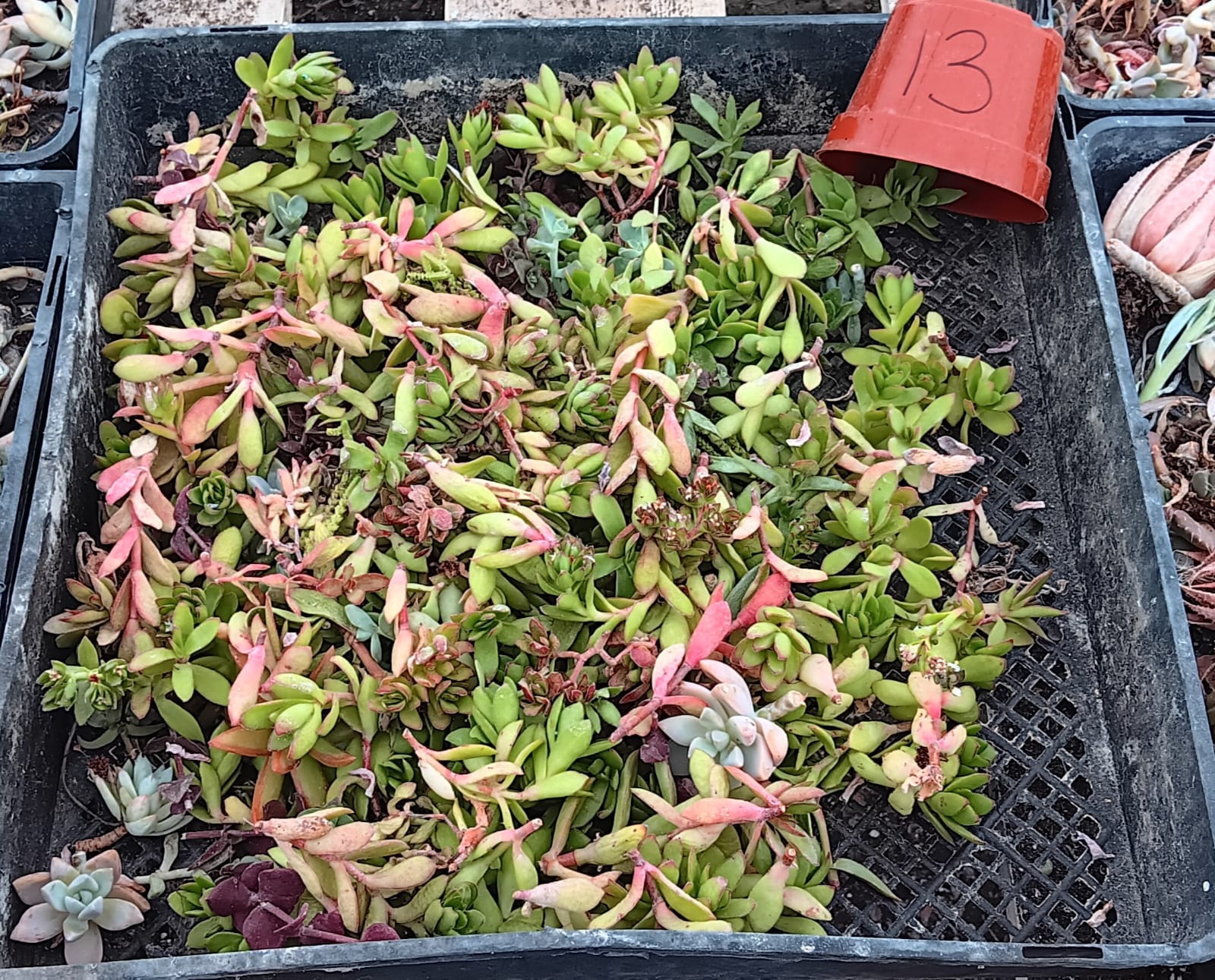 Facebook Succulent TLC SPECIALS-Succulent - Small-The Succulent Source